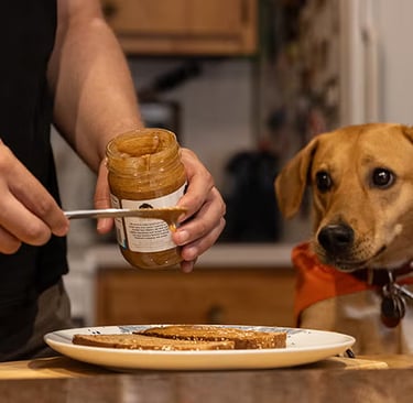 what-should-you-not-feed-a-puppy