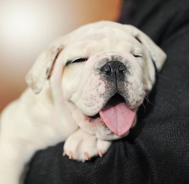 What to Expect the First Week With a New Puppy Day by Day