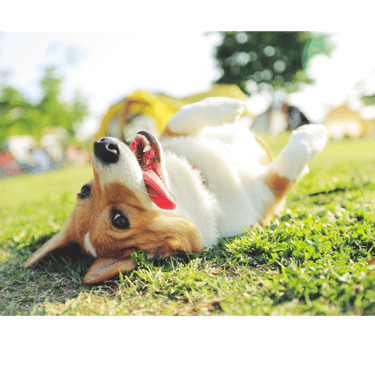 Happy, high vibe dog