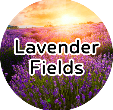 Blooming lavender field glowing at golden hour sunset with text reading "Lavender Fields."
