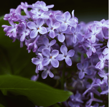 Macro close-up shot of blooming vibrant purple lilac flower clusters surrounded by soft green leaves. 