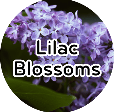 Close-up of blooming purple lilac flowers with text reading "Lilac Blossoms." Fresh floral aesthetic.