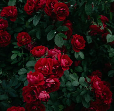 Lush, moody dark green garden bush covered in rich, deep red blooming roses and delicate green leaves.