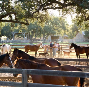 Lone Star Rescue Ranch is being built near Brenham, Texas