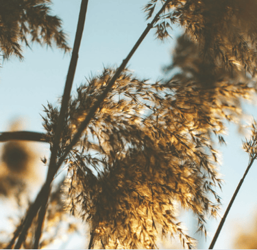 Plumeaux baignés un lumière douce, symbole de douceur et d’accompagnement thérapeutique et spirituel