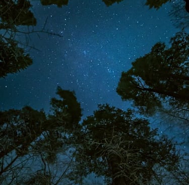 Starry night sky with tree tops.