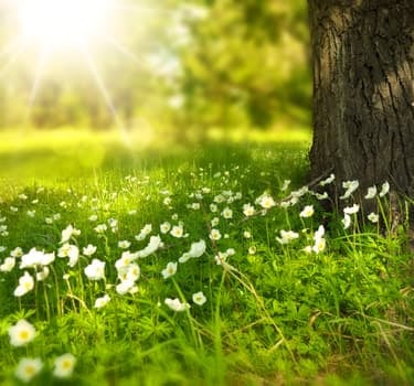 Small meadow flowers with tree and sunshine