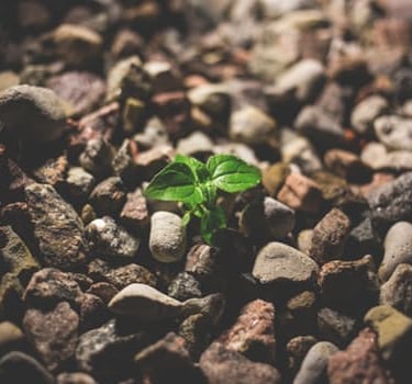 Small seedling growing among stones