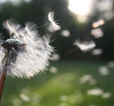 Dandelion seeds blowing in the wind