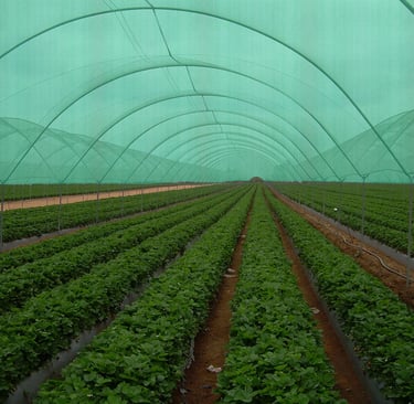 Green UV Stabilized HDPE Shade Net for Agriculture