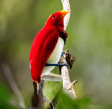 A vibrant red and white King Bird-of-Paradise perched on a tree branch in a lush tropical forest.