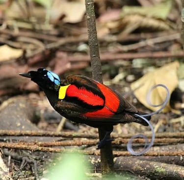 bird vibrant red and yellow plumage and turquoise crown on a forest branch.