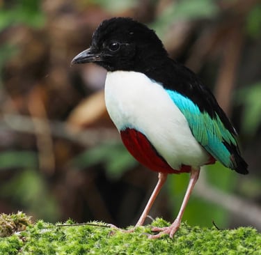 A colorful Blue-eared Kingfisher with an orange beak perched on a branch in a tropical jungle.