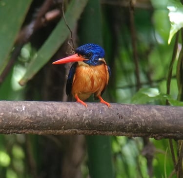 A colorful blue-eared kingfisher bird with a bright orange beak perched on a branch in a tropical forest.