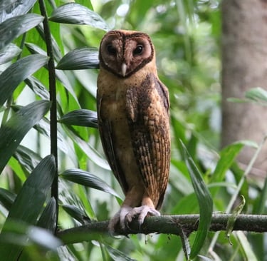 A brown Oriental Bay Owl perched on a tree branch in a tropical rainforest habitat.