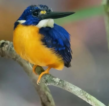 A vibrant blue and orange Azure Kingfisher perched on a wooden branch in a soft-focus forest.