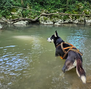 Black and white husky dog wearing an orange harness standing in a forest river stream.