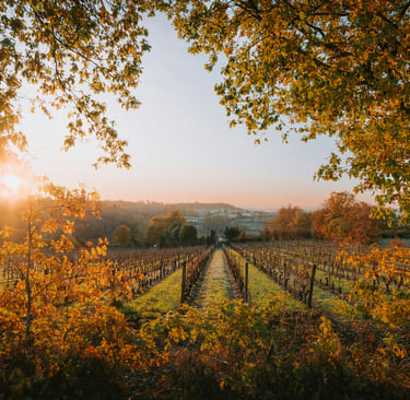 Bordeaux vineyard