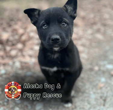 A small, black puppy with bright eyes sits on a gravel path, looking up curiously. 