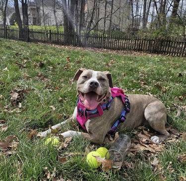 A happy dog in a pink harness lies on a grassy lawn, surrounded by tennis balls.