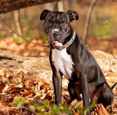 Black and white dog sits attentively on autumn leaves in a forest.
