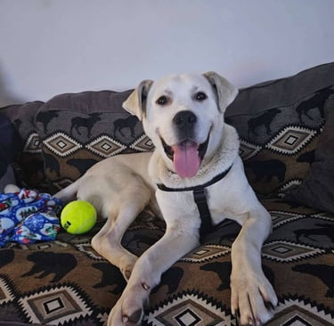 A happy white dog with a black harness lies on a patterned sofa, tongue out. 