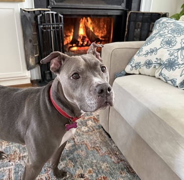 A gray dog with a red collar stands on a patterned rug, gazing up curiously. Behind, a cozy fireplace glows warmly.