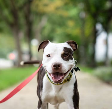 Brown and white dog with a red leash, walking on a path in a green, tree-filled park. 