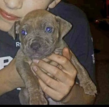 A person gently holds a small, brown puppy with striking blue eyes, conveying warmth and affection. 