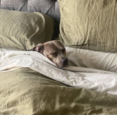 A brown dog sleeps peacefully tucked under cream sheets on a bed with green pillows.
