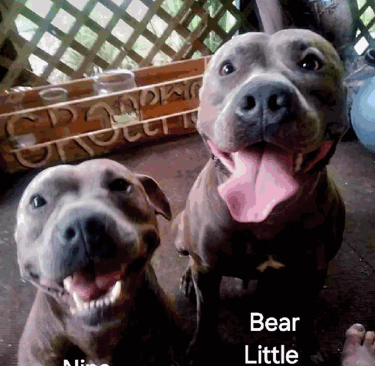 Two happy dogs with wide smiles sit in front of a lattice fence. 