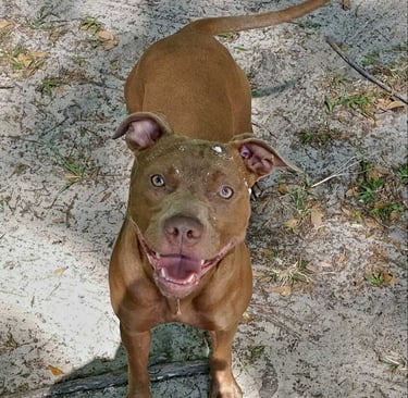 Brown dog standing on sandy ground, looking up with a joyful expression. 