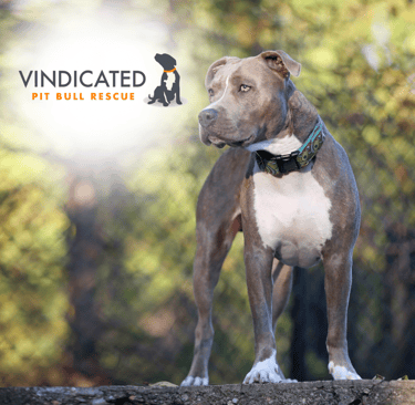 Pit bull with a patterned collar stands confidently on a rock against a blurred background of trees.