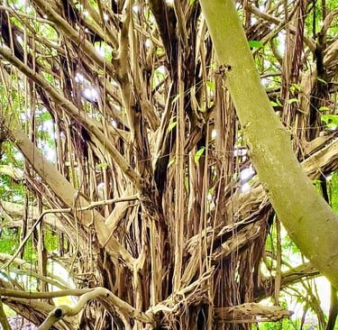 Energy healing plant based reiki