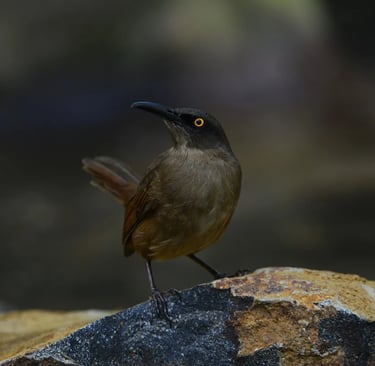 Abécédaire des Caraïbes illustration joyeux