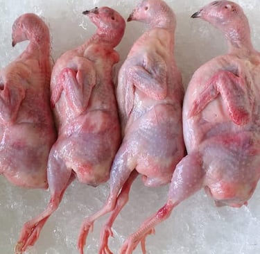 chim cut thit, chim bo cau thit, trung chim cut gia si tai Ha Noi