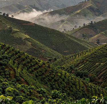 A wide-angle landscape shot of rolling hills covered in lush coffee plantation rows in the South American / Latin highlands. Early morning mist settles between the mountains, with a color palette of Moss Green and Dark Coffee Brown. Sophisticated and serene composition.