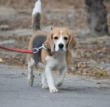 dog boarding pet care dogs cats creche Delhi ncr gurgaon