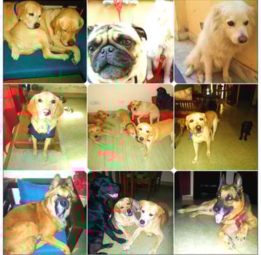 dog boarding pet care hostel creche gurgaon delhi