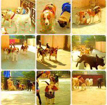 dog boarding pet care hostel creche gurgaon delhi