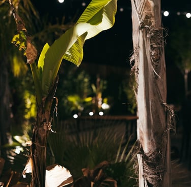 plantes du jardin au Restaurant et bar Les Jardins de Beo à Canet-en-Roussillon