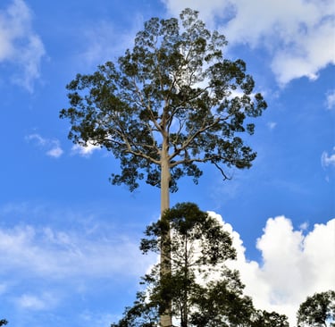 Towering rainforest tree in Deramakot Forest Reserve standing against a bright blue sky