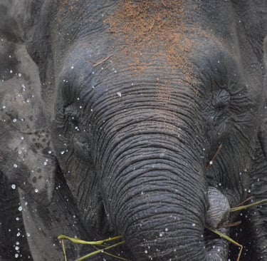 a large elephant standing in the middle of a forest