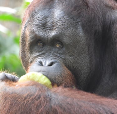 a large male Orang Utan enjoying fig