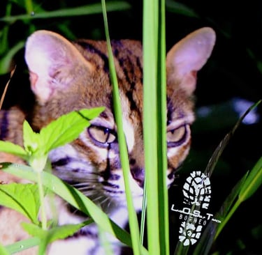 a Leopard cat is sitting in the grass and looking at the camera