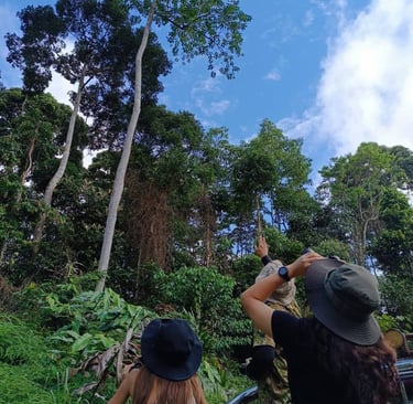 Nature enthusiasts spotting wildlife and rainforest giants during a guided Deramakot safari