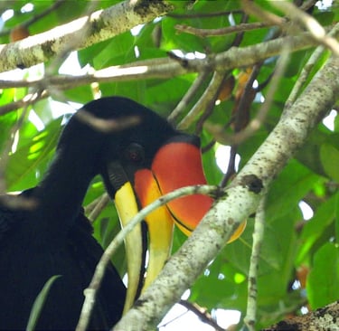 Colourful hornbill perched among the branches in Deramakot Forest Reserve, Borneo
