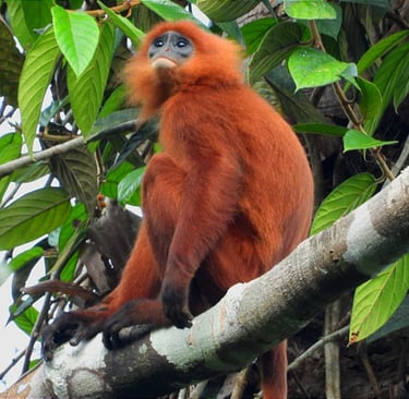 Maroon langur sitting on a branch