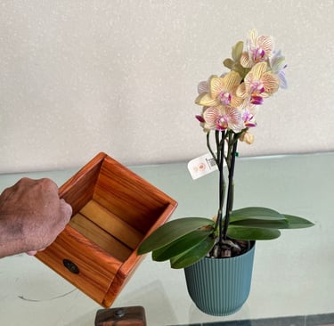 cahepô medio em peroba-rosa