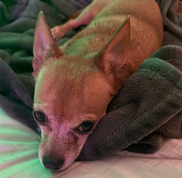 Small tan Chihuahua mix with a brain tumor. Please donate. 